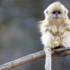 Cute Primate Animal paint by number