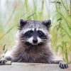 Cute Racoon paint by number