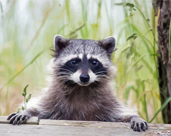 Cute Racoon paint by number