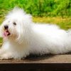 Cute White Fluffy Dog paint by number