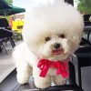 Cute White Fluffy Puppy paint by number