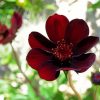 Dark Red Flowers paint by numbers