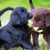 Flat Coated Retriever Puppies paint by number