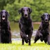 Flat Coated Retrievers paint by number