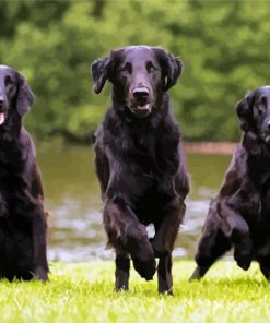 Flat Coated Retrievers paint by number