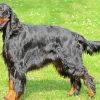 Gordon Setter paint by number