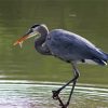 Grey Herron paint by numbers
