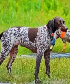 Hunter German Shorthaired Dog paint by number