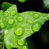Ivy Leaf With Water Drops paint by numbers