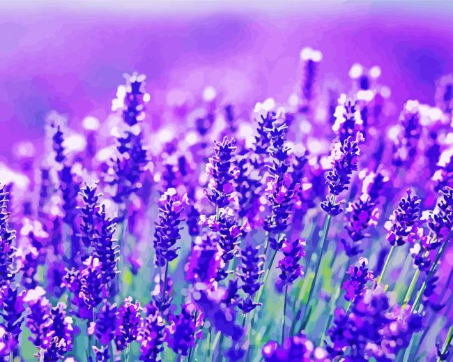 Lavender Flowers paint by numbers