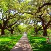 Live Oak Trees paint by number