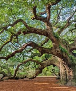 Live Oaks paint by number