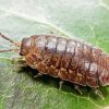Roly Poly Potato Bug paint by number