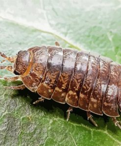 Roly Poly Potato Bug paint by number