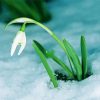 Snowdrop Flower In Snow paint by number