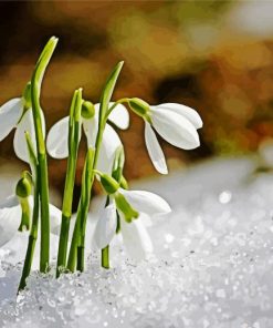 Snowdrop Flowers In Snow paint by number