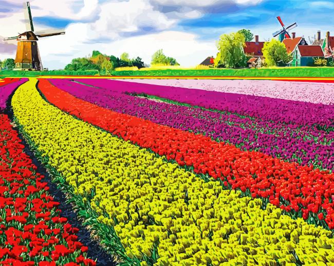 Tulips Fields paint by number