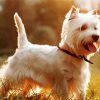 West Highland Terrier Dog paint by number