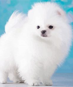White Fluffy Puppy paint by number