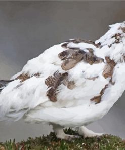 White Ptarmigan Bird paint by numbers