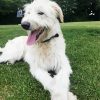 White Wolfhound paint by number