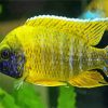 Yellow Cichlid paint by numbers
