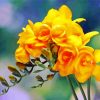Yellow Freesia paint by number