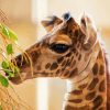 Cute Baby Giraffe paint by number