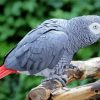 African Grey Parrot paint by number