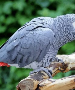African Grey Parrot paint by number