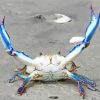 Beautiful Blue Crab paint by number