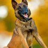 Belgian Malinois paint by number