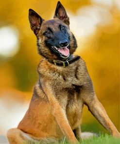Belgian Malinois paint by number