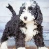 Bernedoodle Puppy paint by number