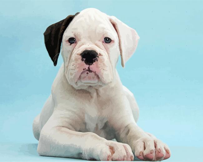 Black Eared White Boxer paint by number