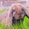 Brown Mini Lop paint by number