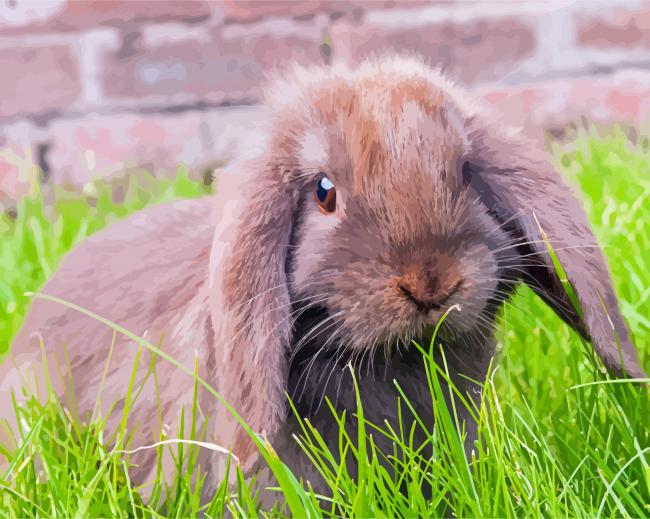 Brown Mini Lop paint by number