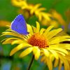 Butterfly And Yellow Flower paint by number