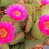 Cactus Plant With Pink Roses paint by number