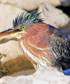 Close Up Green Heron paint by number