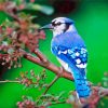 Blue Jay Bird paint by number