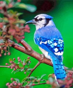 Blue Jay Bird paint by number