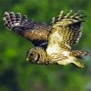 Flying Barred Owl paint by number