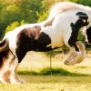 Gypsy Vanner paint by number