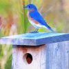 Blue Bird On A Fence paint by number