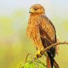 Indian Spotted Eagle Bird paint by number
