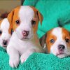 Jack Russell Terrier Puppies paint by number