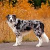Male Blue Merle Border Collie paint by number