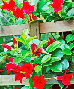 Mandevilla Red Flowers paint by number