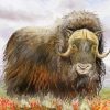 Musk Ox Art paint by number